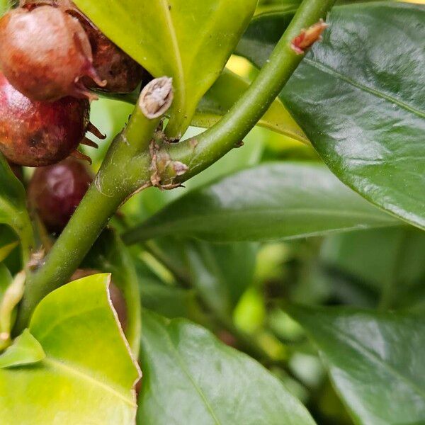 Sarcococca confusa Kéreg