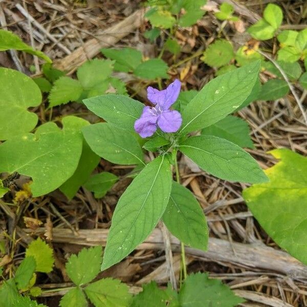 Ruellia strepens Flower