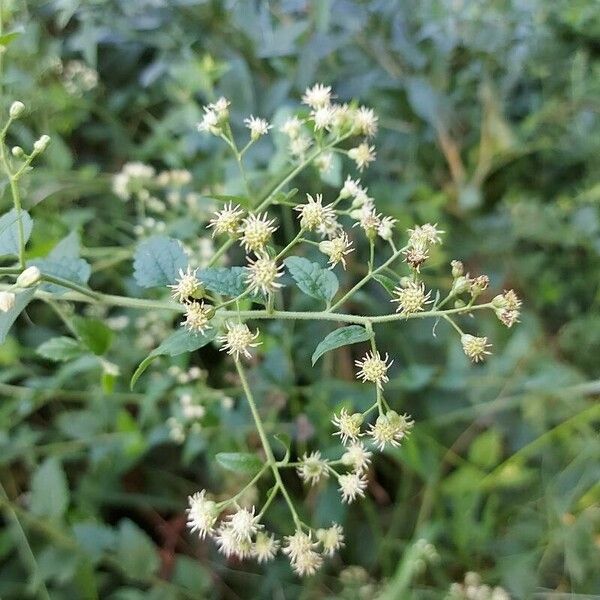 Ageratina aromatica Květ