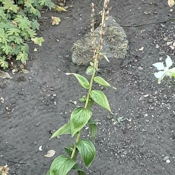 Digitalis lutea Blatt