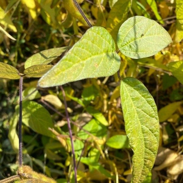 Glycine max Feuille