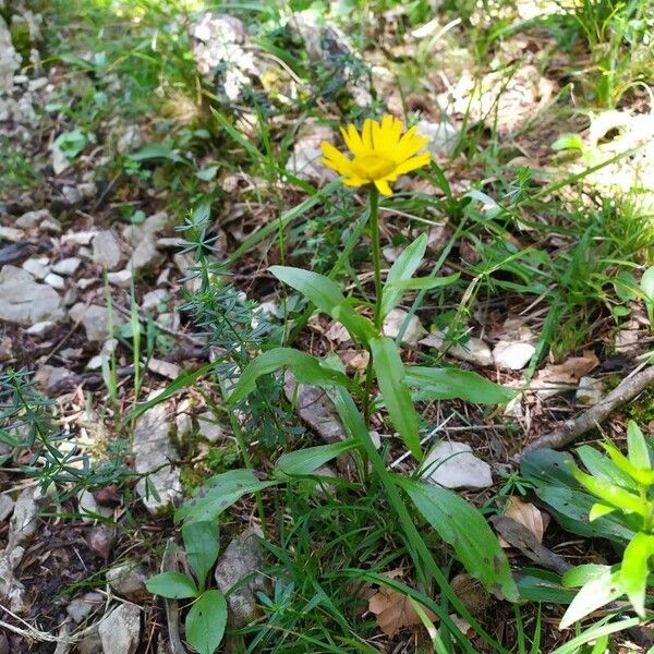 Buphthalmum salicifolium Blomma