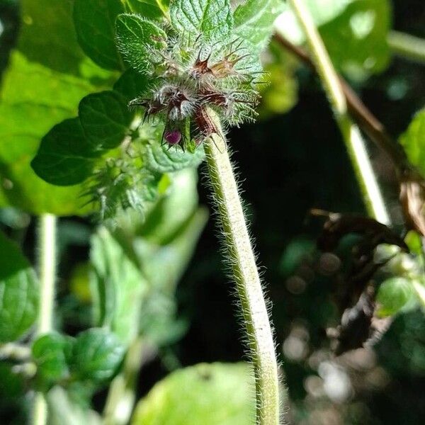 Clinopodium vulgare Bark