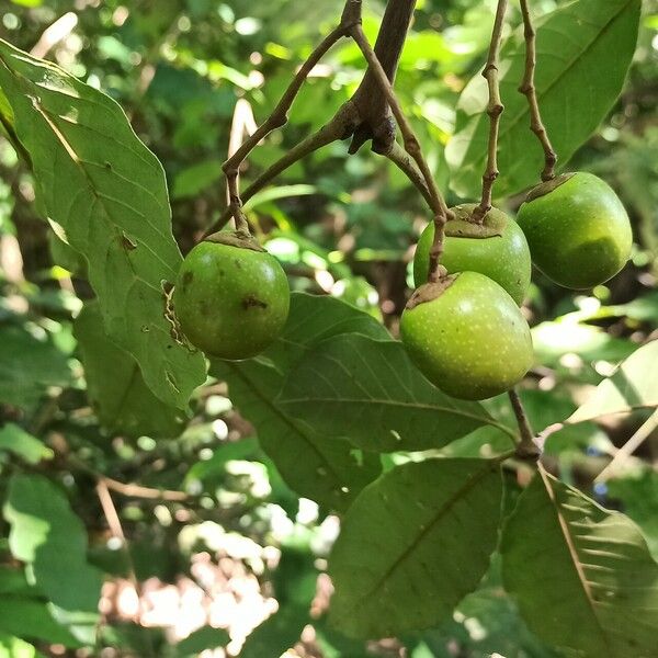 Vitex doniana Fruit