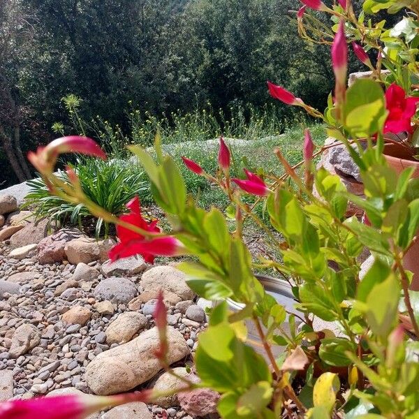 Mandevilla laxa Flower