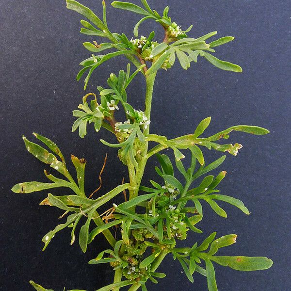 Lepidium squamatum Habit