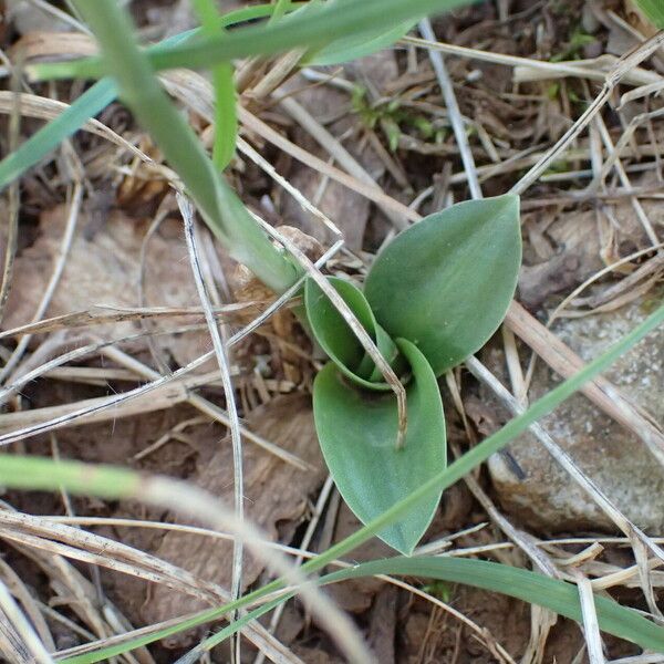 Spiranthes spiralis Foglia