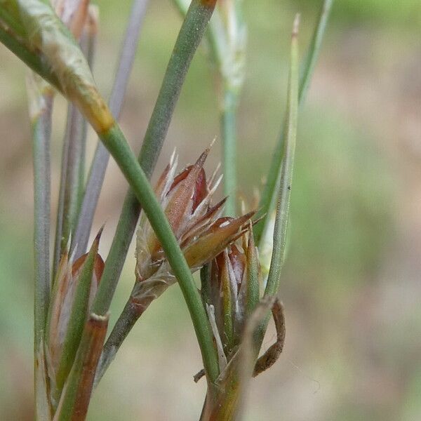 Juncus bufonius Цвят