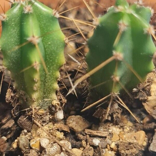 Echinocereus pentalophus Folio