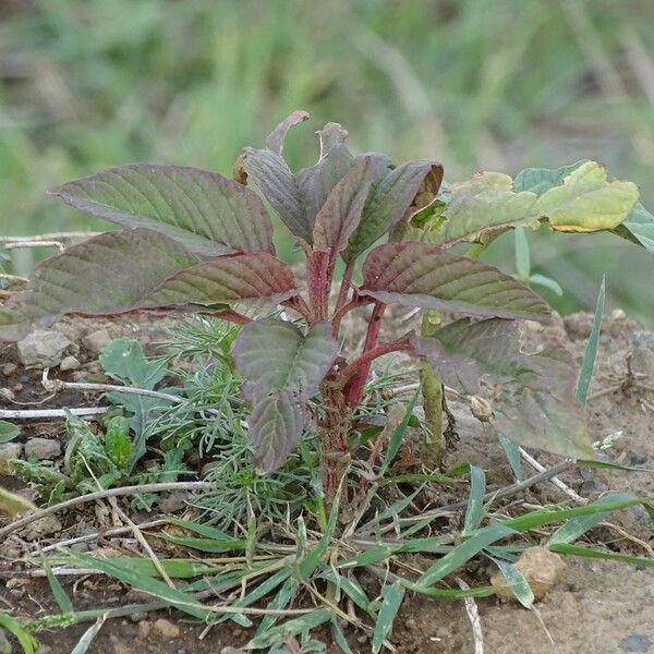 Amaranthus cruentus Lehti