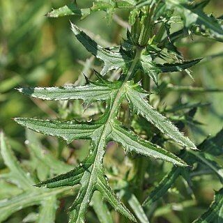 Cirsium muticum Feuille