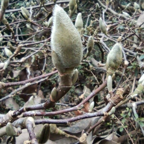 Magnolia sprengeri Lorea