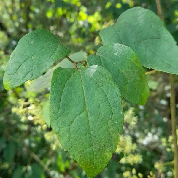 Clematis haenkeana Fuelha