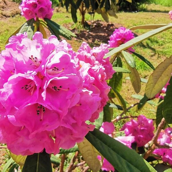 Rhododendron arboreum Blüte