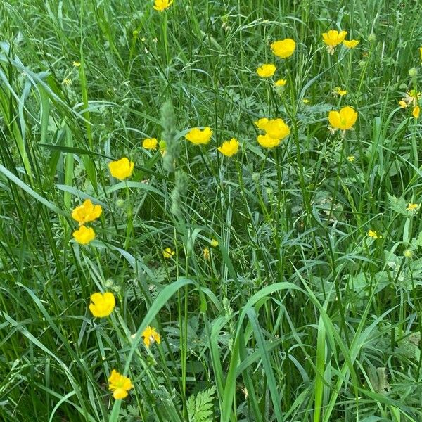 Ranunculus polyanthemos Costuma