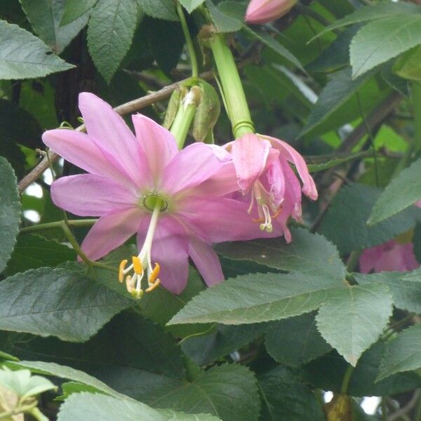 Passiflora tripartita Квітка