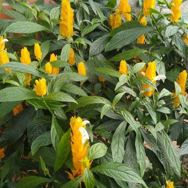 Pachystachys lutea Flor