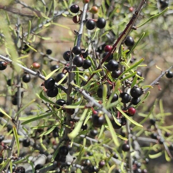 Rhamnus lycioides Φρούτο