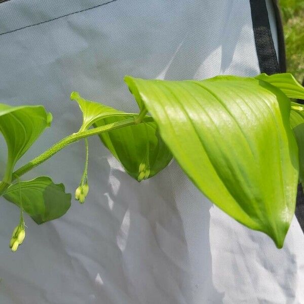 Polygonatum latifolium Leaf