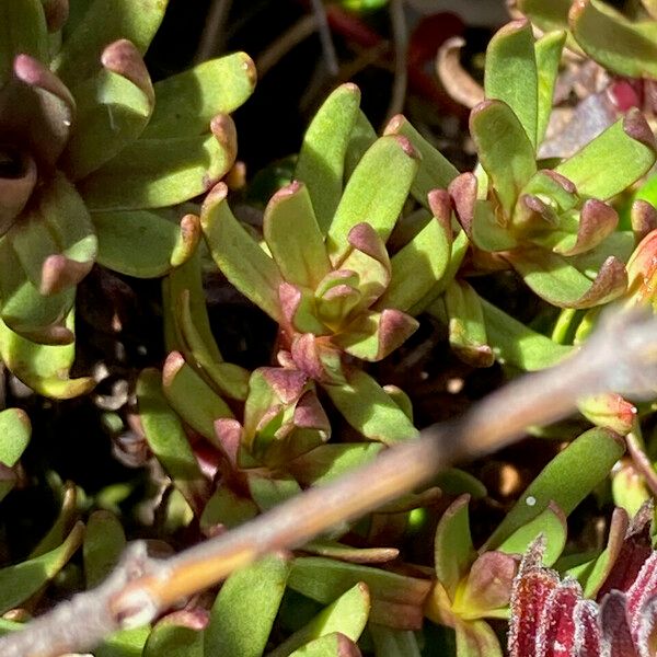 Gentianella corymbosa Fulla