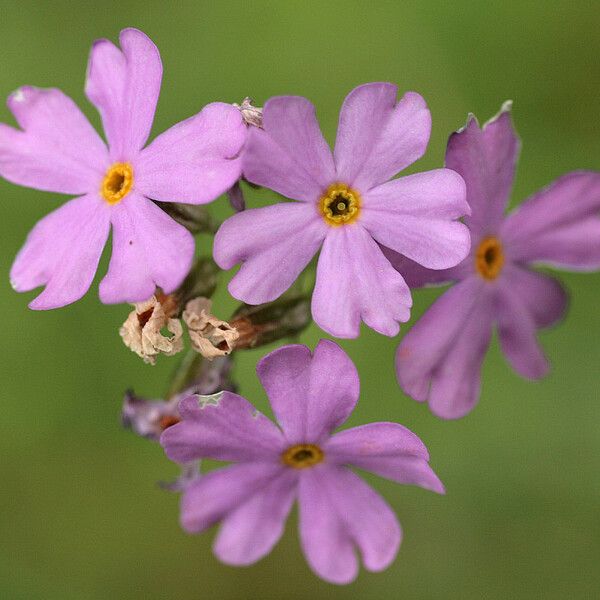 Primula laurentiana Flower