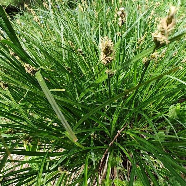 Carex muricata Folla