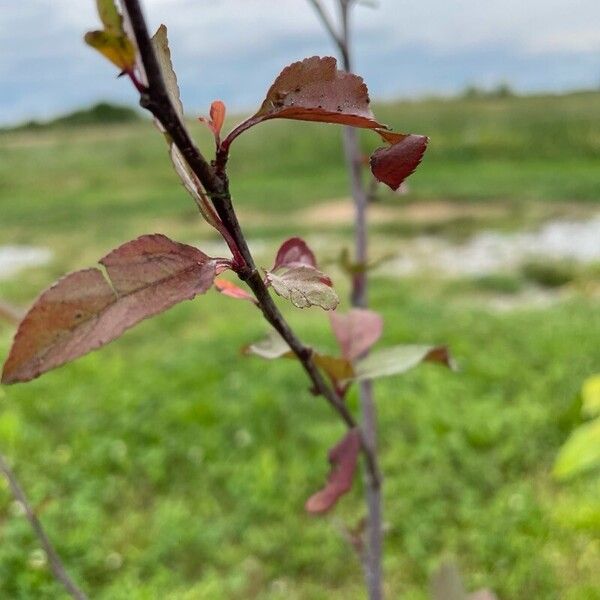 Malus hupehensis 葉