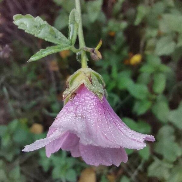 Althaea cannabina ᱵᱟᱦᱟ