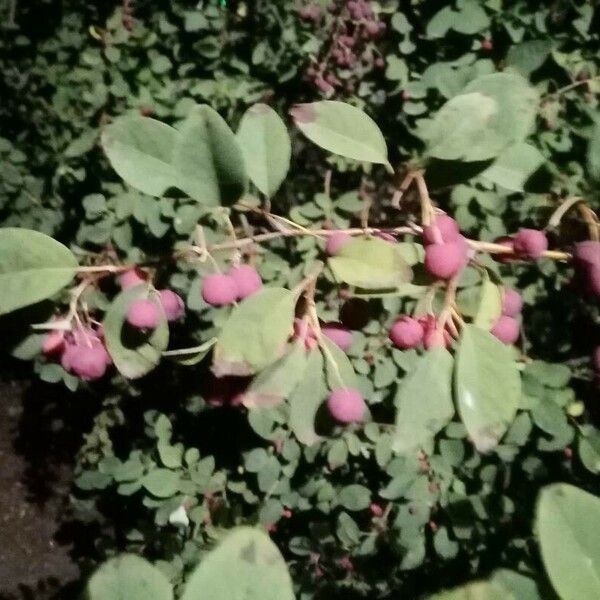 Cotoneaster multiflorus फल