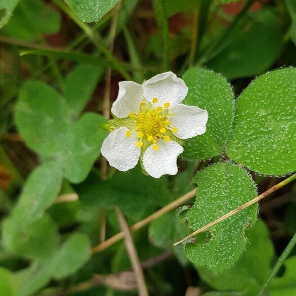 Fragaria virginiana Flor