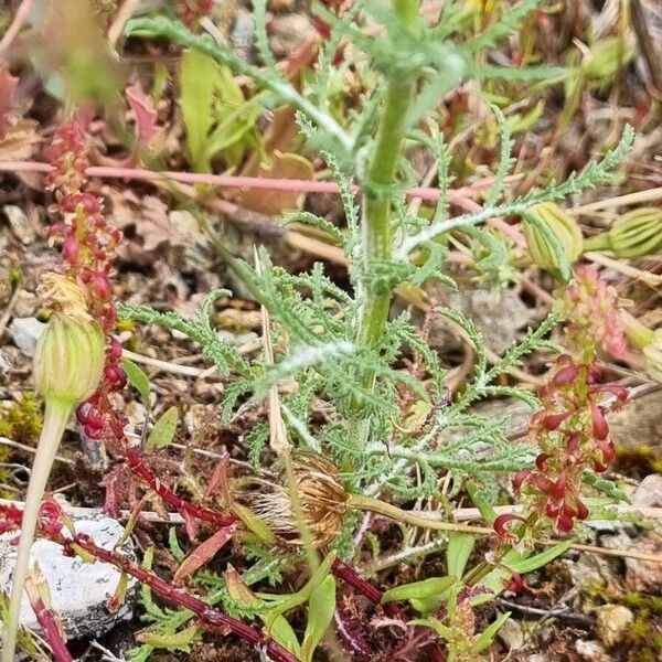 Crupina vulgaris Folha