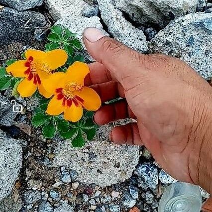 Cochlospermum wrightii 花