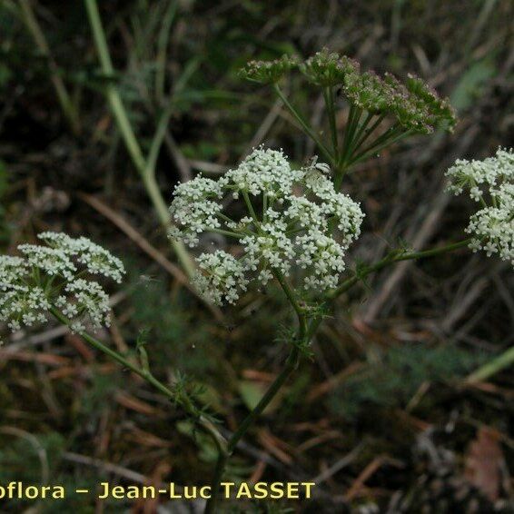 Seseli annuum Floare