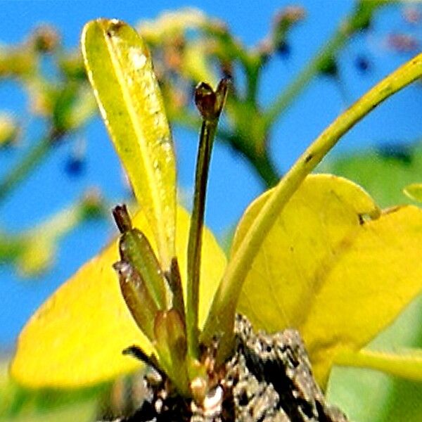 Crescentia alata Foglia