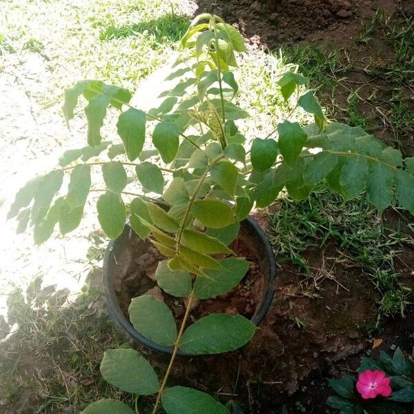 Spathodea campanulata Leaf