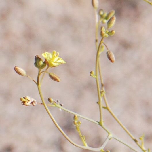 Diplotaxis pitardiana
