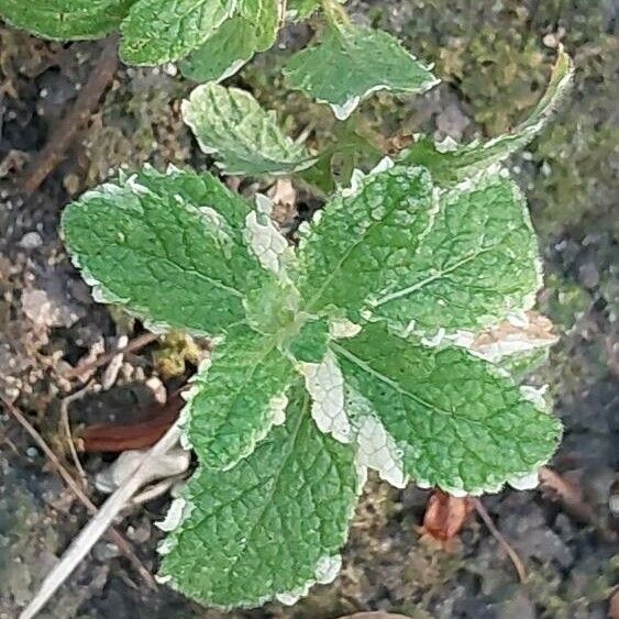 Mentha × rotundifolia Leaf