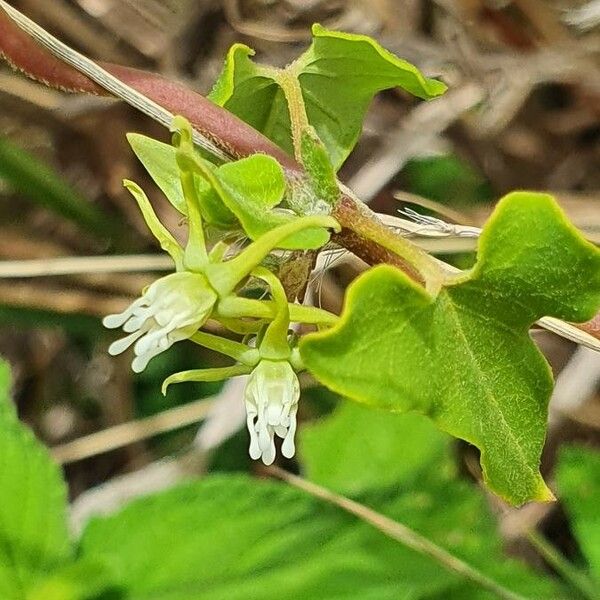 Cynanchum hastifolium 花