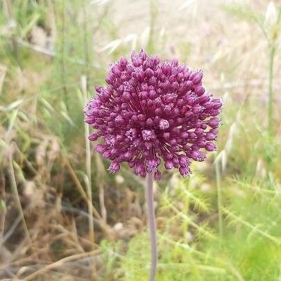 Allium ampeloprasum Цвят