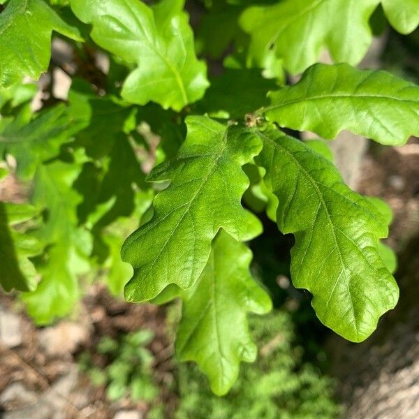 Quercus robur Hoja