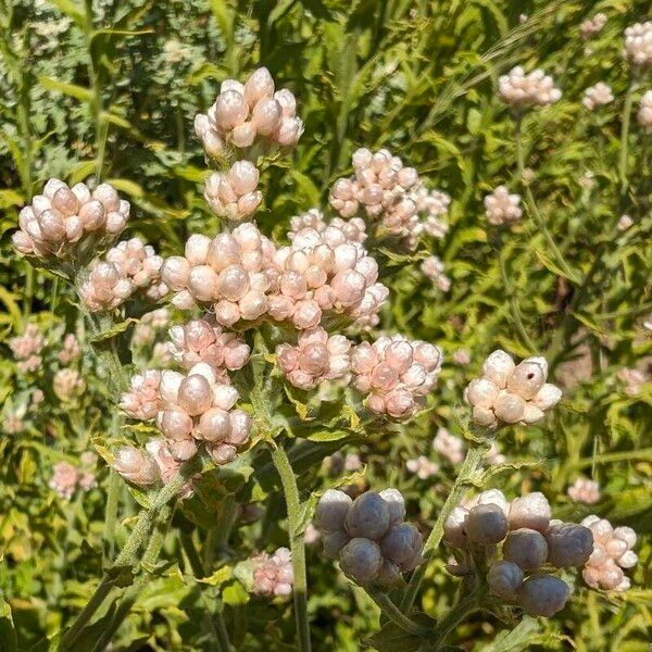 Pseudognaphalium californicum Blüte