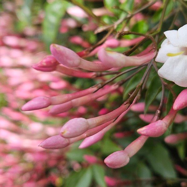 Jasminum polyanthum Other