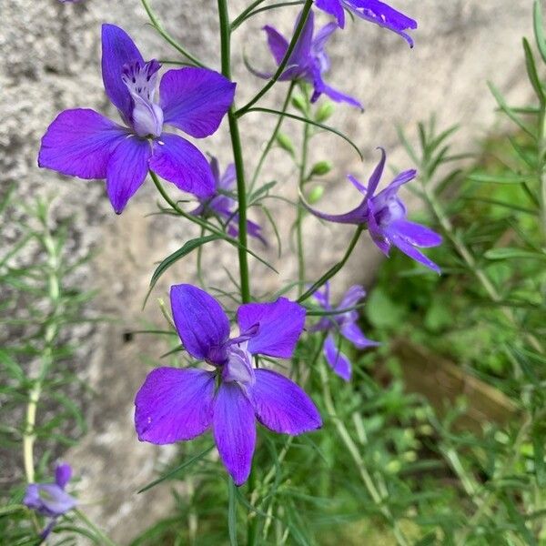 Delphinium ajacis 花