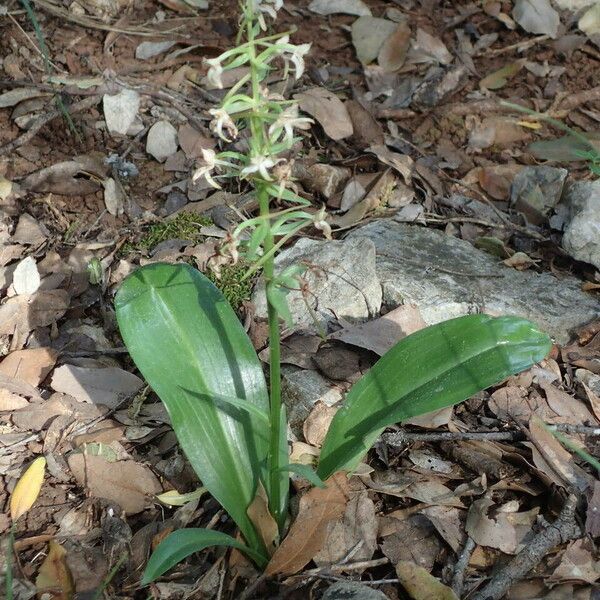 Platanthera chlorantha Habit