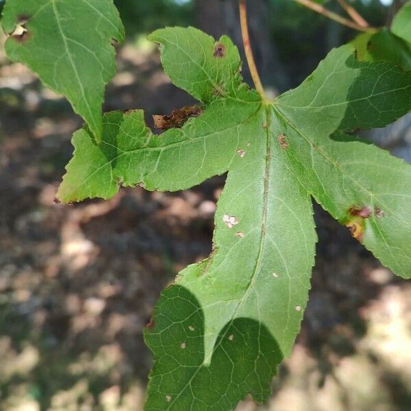 Liquidambar styraciflua Лист