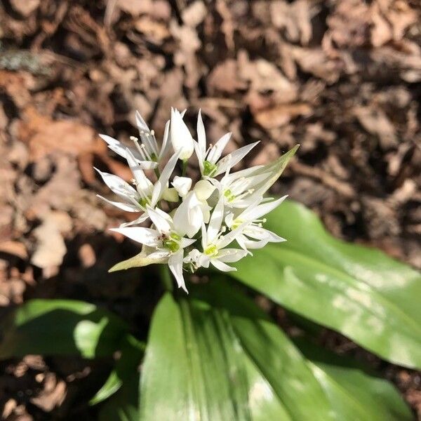 Allium ursinum Квітка