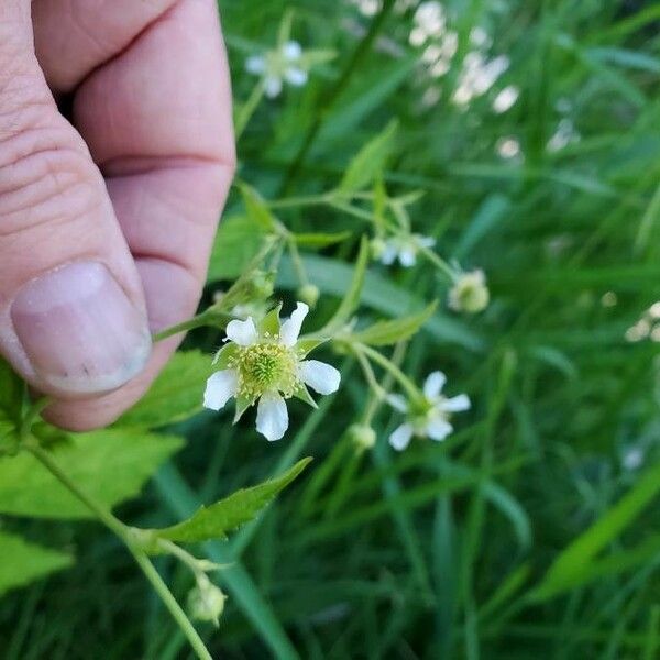 Geum laciniatum 花