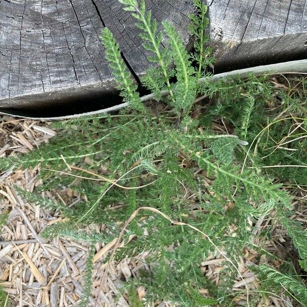 Achillea odorata Folha