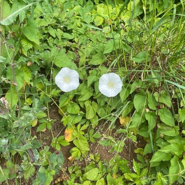 Convolvulus silvaticus ശീലം