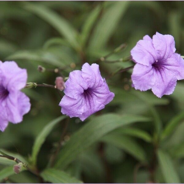 Ruellia simplex Çiçek